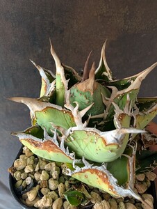 【AGAVE TITANOTA　タマトゲスペシャル】アガベ　チタノタ　子株