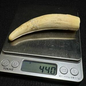 【マッコウクジラの歯 44.0g】抹香 鯨 クジラ 歯 牙 印材 鯨歯