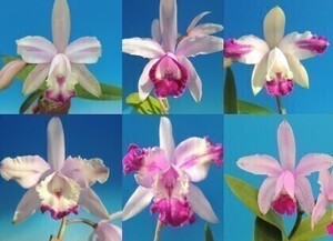 T♪洋蘭　Cattleya intermedia x sib. ( aquinii coerulea 