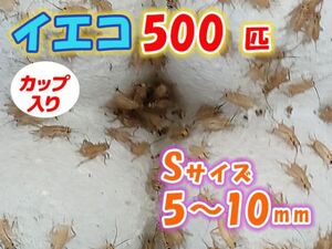 ヨーロッパイエコオロギ イエコ Sサイズ 5mm～10mm カップ入り 500匹 生餌 死着保証10% 爬虫類 両生類 トカゲ カエル [3668:gopwx]