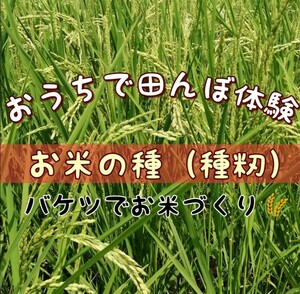 【お家で田んぼ体験】お米の種　種籾　自然農　コシヒカリ　はざかけ米　バケツ稲に◎発泡スチロールでも栽培可能　環境教育　自然観察