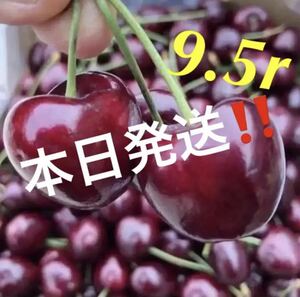 たっぷり1kg 大粒9.5r 今年初めて　アメリカンチェリー　チェリー　さくらんぼ　贈り物　中元