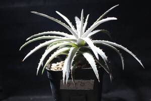 ディッキア　 Dyckia　hyb. 管理510