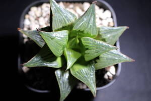 Haworthia /デーライト　ハオルチア