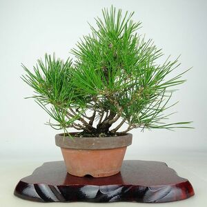 盆栽 松 黒松 樹高 約25cm くろまつ Pinus thunbergii クロマツ マツ科 常緑針葉樹 観賞用 現品