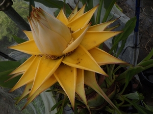 珍しい　Musella lasiocarpa　地湧金蓮　６号　⑤　耐寒性トロピカル　【芭蕉・バナナ・バショウ・地植え・金蓮】