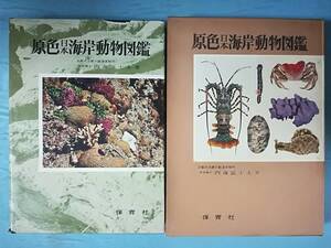 原色日本海岸動物図鑑 内海冨士夫/著 保育社 昭和31年