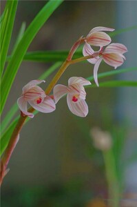 ●中国蓮弁蘭「荷の冠」花芽付き 1118-110 ● 春蘭 寒蘭 東洋蘭 万年青 蘭 富貴 長生 山野草 セッコク 中国 寒蘭