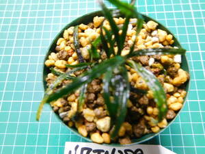 ◎N7TN289　 (自家栽培）水草　ブセファランドラ　Bucephalandra sp. Nanga Pinoh Selatan