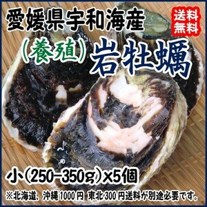 岩牡蠣 （200~250g×5個） 養殖 愛媛 （期間限定 5月中旬～8月末） 送料無料 北海道/沖縄/東北は別途送料 宇和海の幸問屋