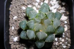 ブラックオブツーサ錦　糊斑　Haworthia　ハオルチア