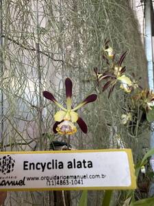 Encyclia alata　7