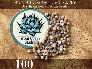 ダシリリオン セラティフォリウム 種子 100粒+α Dasylirion Serratifolium 100 seeds+α