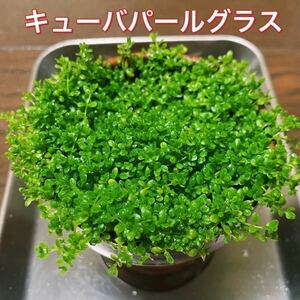 水草　キューバパールグラス 送料無料