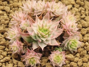 ■[Y142]mettenianum variegata　メテニアナム錦【多肉植物　Sempervivum　センペルビウム】