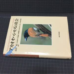 アカオオハシモズの社会 野鳥