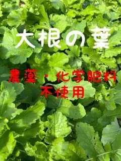 大根の葉　農薬不使用