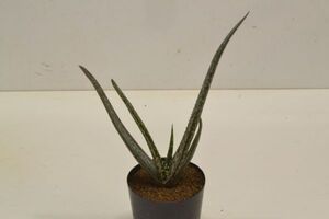 アロエ　トリゴナンサ　ALOE trigonantha