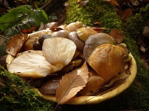 予約■山形県産　天然きのこ　山のふかひれ「むきたけ」　１ｋｇ（５００ｇ×２）