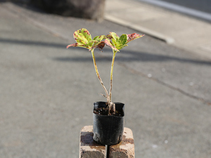 アジサイ (花色指定不可) 7.5cmポット 苗