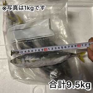 【合計9.5kg】冷凍サバ 20cm前後 釣りエサ ペットエサ