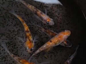 【畑めだか】若魚 三色ラメ メダカ 25匹＋α