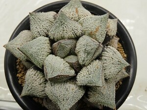 ■[W088]エンジェル【多肉植物　Haworthia　ハオルチア　ハオルシア】