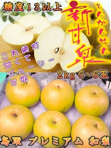 鳥取産 特大玉 特上 和梨【新甘泉】5~6玉 2kg以上 残暑見舞 お見舞 御供え 贈答用 誕生日祝い 暑中見舞