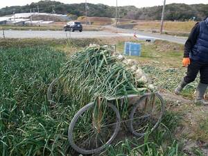 淡路島産玉ねぎ甘くて新鮮！自然の恵みが詰まった逸品玉ねぎ5kg