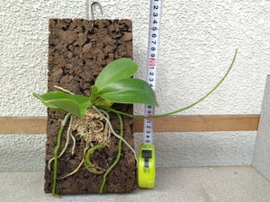 洋蘭　ファレノ　Phal. pulchra　(コルク付き株)　現在花はありません