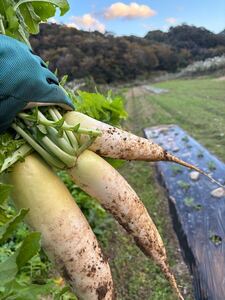 愛媛県産　お腹いっぱい大根　そろそろ終わりお急ぎください