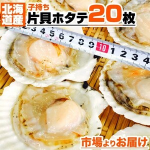 片貝ホタテ 20枚 北海道産 ほたて 帆立 ホタテ 貝ホタテ 片貝 片貝帆立 ホタテ貝 ほたて貝 帆立貝 BBQ 屋台 敬老の日 敬老ギフト