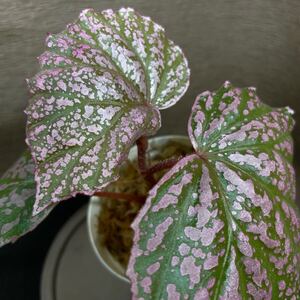 Begonia sp kayulapis kal barat ［TB便］原種ベゴニア　熱帯植物　②