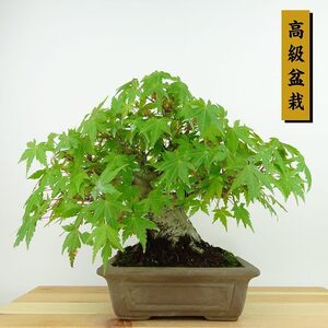 盆栽 紅葉 樹高 約20cm もみじ 高級盆栽 Acer palmatum モミジ カエデ科 落葉樹 観賞用 小品 現品