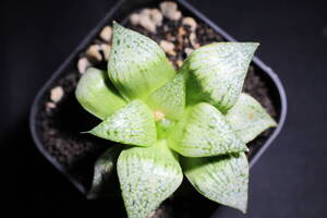 Haworthia /シルバーキング 　ハオルチア