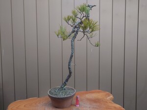 盆栽　赤松　樹高68cm　　　　　　