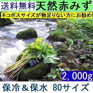 【送料無料】(関東 東海 近畿 北陸 信越)　黒部産【太くて長い】天然 赤みず ミズ 保冷剤＆新鮮パック 80サイズ2kg