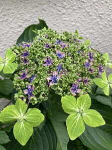 開花予定株　大島緑花　紫陽花　アジサイ