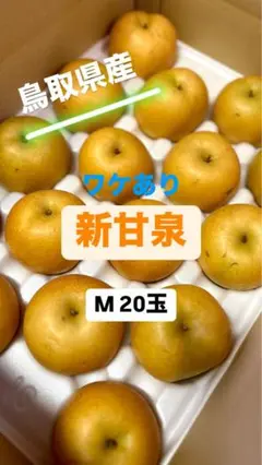 【鳥取県産】 ワケあり 新甘泉 M 20玉 5kg