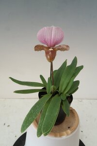 値引再出品！ 洋蘭 原種 パフィオ TA11831 TB16-37 Paph. charlesworthii x sib (