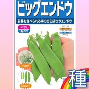 出品限り【６粒】莢えんどう『ビッグエンドウ』若芽は豆苗として♪　大きな絹さや　つるなし　白花　送料73円〜 (①②)