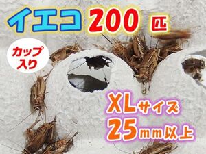 ヨーロッパイエコオロギ イエコ 成虫 XL サイズ 20mm以上 カップ入り 200匹 生餌 死着保証10% 爬虫類 両生類 トカゲ カエル [3683:gopwx]