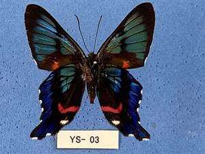 外国産蝶標本： Ancyluris aulestes eryxo A 　1ex裏　　(YS-03) 