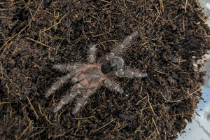 チャコジャイアントゴールデンストライプニー　Grammostola pulchripes【レッグスパン約2ｃｍ】タランチュラ