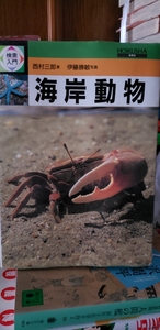 検索入門　海岸動物　西村三郎【管理番号G2tanacp本】定価1,600＋税　ポケット版