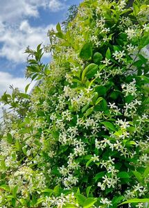 スタージャスミン挿し木、挿し穂、庭木、香り植物、白花、紅葉、つる性、常緑、送料無料