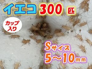 ヨーロッパイエコオロギ イエコ Sサイズ 5mm～10mm カップ入り 300匹 生餌 死着保証10% 爬虫類 両生類 トカゲ カエル [3666:gopwx2]