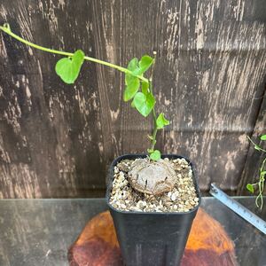 亀甲竜　きっこうりゅう　塊根植物　多肉植物　直径4cm 生育良好