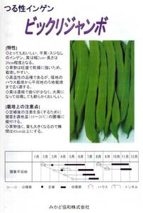 ＜野菜の種＞２０粒　ビックリジャンボ　ツルありすじなしインゲン 