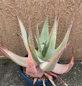 原種　Aloe hereroensis アロエ　 多肉植物